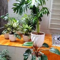 گل وگیاه|گل و گیاه طبیعی|رشت, کوی فکوری|دیوار