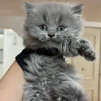 گربه اسکاتیش بریتیش پرشین