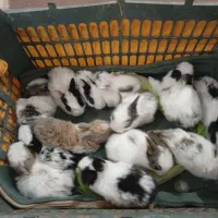 انواع بچه خرگوش دراهواز کوت عبد الله