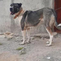 سگ عراقی اصل ماده ۱۶ ماهه