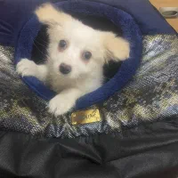 پامر خرسی|سگ|شهریار, شهریار|دیوار