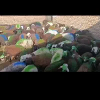 بره نر باب مالداران کل