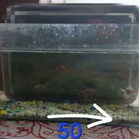 اکواریم لوازم تکمیل