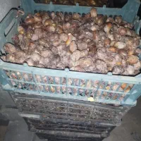 خرما شونی و... فروش خرما خفر