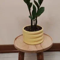 زاموفیلیا، پتوس نئون و مرمری