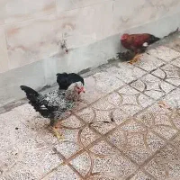 ۲ عدد خروس و یک مرغ محلی جوان سرحال