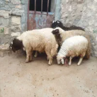 5راس کاور