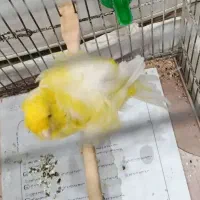 قناری.سره.طوطی.عروس|پرنده|ری, فیروزآبادی|دیوار