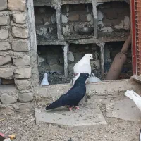 نر زاغ