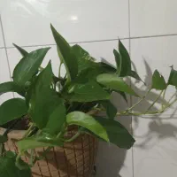 گل طبیعی اپارتمانی