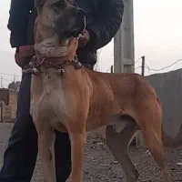 واگزاری سگ سرابی از بهترین نصل