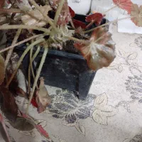 دوعددگل زیبابه همراه گلدان۲۵۰|گل و گیاه طبیعی|لنگرود, |دیوار