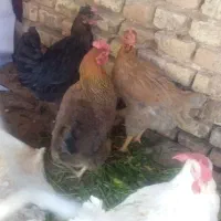 مرغ|حیوانات مزرعه|مبارکه, |دیوار