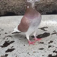 المانی خوب ذات درست