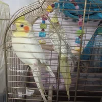 عروس هلندی