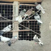 ۳۰ طوق کفتر ماده پرشی قرچک ورامین|پرنده|قرچک, پویینک|دیوار