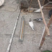 طوقی ماده تخم گذار