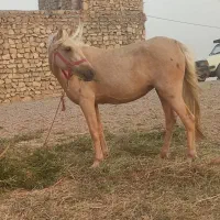 مادیون ۴ ب ۵|اسب و تجهیزات اسب‌سواری|درگز, |دیوار