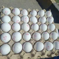 تخم مرغ|عمده‌فروشی|خرمشهر, |دیوار