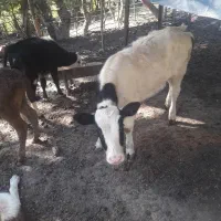 گاو و گوساله|حیوانات مزرعه|فاضل آباد, |دیوار