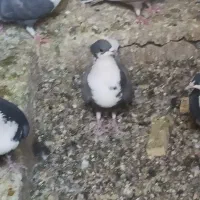 کبوتر رسمی|پرنده|بافت, |دیوار