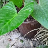 گلها وگیاهان فضای باز|گل و گیاه طبیعی|رویان, |دیوار