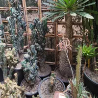 گل و کاکتوس|گل و گیاه طبیعی|گرگان, |دیوار