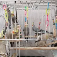 فروش 8عددعروس هلندی  مولد و همراه با جوجه|پرنده|تهران, شهرک طالقانی|دیوار