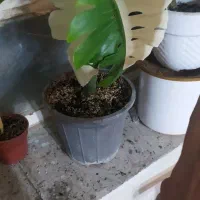 انجیری ابلق زیبا پربرگ|گل و گیاه طبیعی|بیرجند, |دیوار