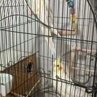 عروس هلندی|پرنده|قرچک, مجتمع مسکونی طبیعت|دیوار