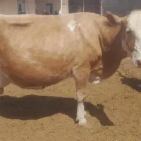 گاو سیمینتال زائده گوساله قرمز مونت درشت ۷۰۰ کیلو