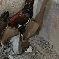 خروس لاری جوانه سرحال