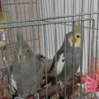 عروس هلندی سینامون|پرنده|خوی, |دیوار