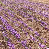 زمین کشاورزی واب رودخانه چناران روستای رادکان