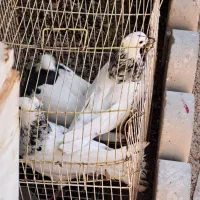 طوقی|پرنده|دهدشت, |دیوار