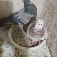 کبوترپرشی سرور
