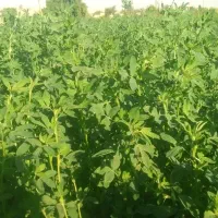 فروش انواع  یونجه پرس خشک و یونجه  خرگوش و... ‌