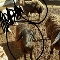 دو عدد گوسفند قره قزل|حیوانات مزرعه|سیمین شهر, |دیوار