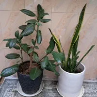 گل فیکوس و سانسوریا