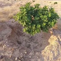 باغ انجیر|فروش دفتر صنعتی، کشاورزی، تجاری|شیراز, حر|دیوار