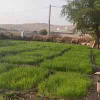 نشا پیاز قرمز آماده کاشت