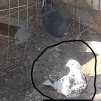 کفتر کبوتر گمشده