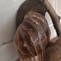 حلزون آچاتینا
