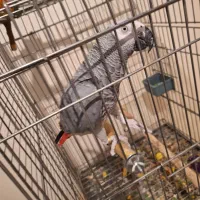 کاسکو حلقه پا شعرخان بسیار باهوش