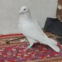 پرشی به شرط زدو خورد|پرنده|سبزوار, خسروجرد|دیوار