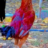 خروس لاری|حیوانات مزرعه|خاو و میرآباد, |دیوار