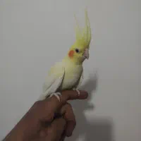 عروس هلندی نر|پرنده|گیان, |دیوار