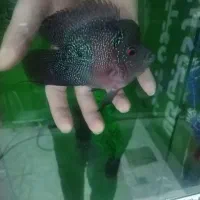 ماهی فلاور باکس نر|ماهی|نیشابور, شهرک جانبازان|دیوار