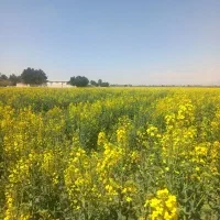 راهنمایی میخواستم از استاد مدیتیشن