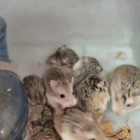 همستر روبروفسکی|موش و خرگوش|تهران, دارآباد|دیوار